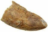 Serrated, Raptor Tooth - Real Dinosaur Tooth #224165-1